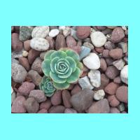 Conservatory 011.jpg